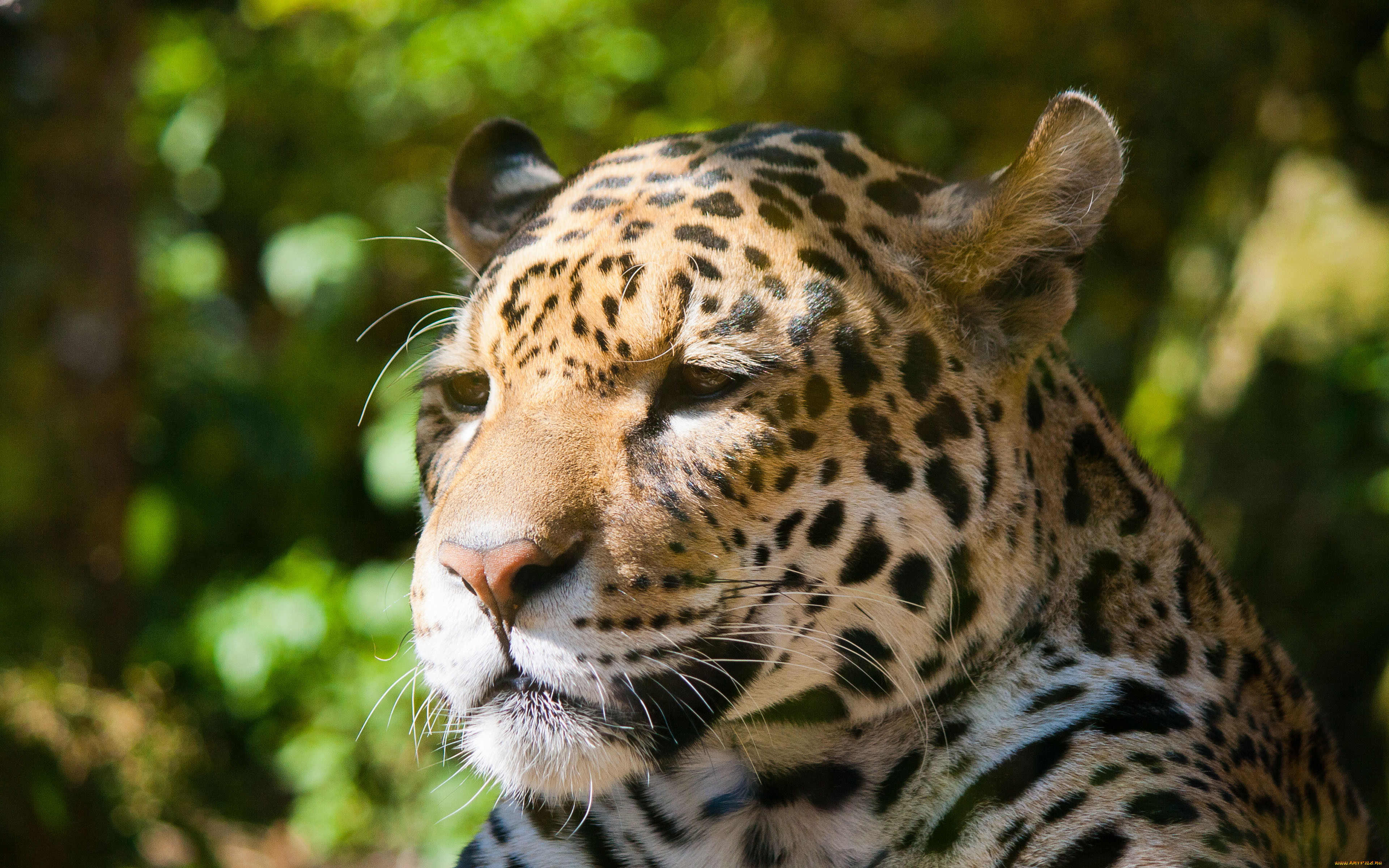 Animal 1 hour. Пятнистый Ягуар. Ягуар животное. Ягуар фото. Перуанский Ягуар.